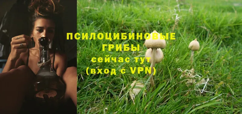 Галлюциногенные грибы Magic Shrooms Хабаровск